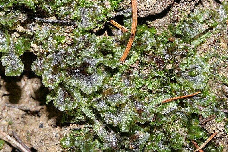 File:Pellia neesiana (a, 150441-475134) 1623.JPG