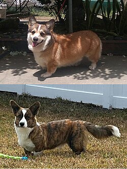 Pembroke and Cardigan Welsh Corgi.jpg