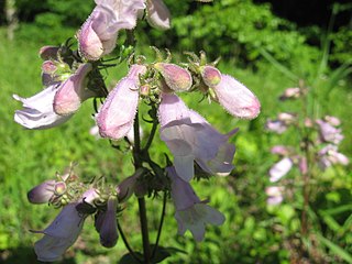 <i>Penstemon calycosus</i> Species of flowering plant