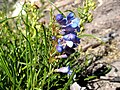 Flowers of Penstemon caryi