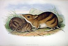 Illustration from Mammals of Australia, 1863 Perameles gunnii - Gould.jpg