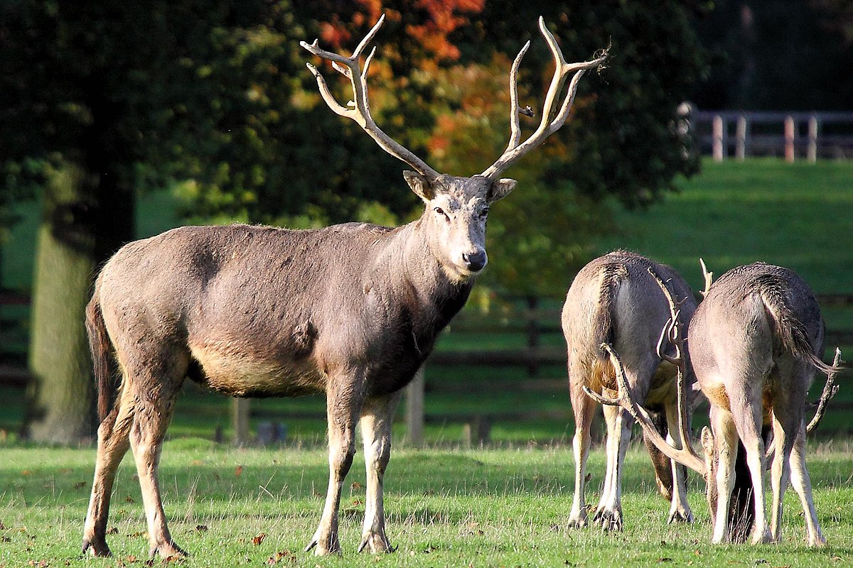 1200px Pere_David_Deer_ _Woburn_Deer_Park_%285115883164%29