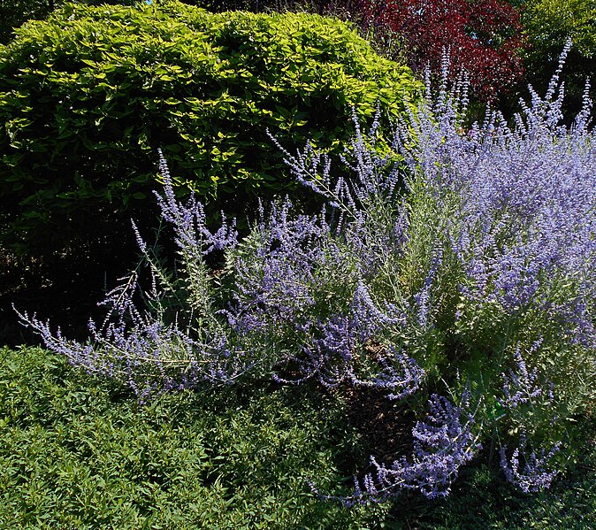 File:Perovskia atriplicifolia Little Spire 2020-07-30 8505.jpg