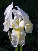 Hrvatska perunika, albino