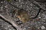 Thumbnail for Unadorned rock-wallaby