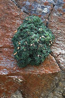 <i>Petrophytum cinerascens</i> species of plant