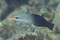 * Nomination: Bird wrasse (Gomphosus varius), Anilao, Philippines --Poco a poco 06:14, 24 June 2024 (UTC) * * Review needed