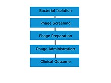 The process of treating biofilms or more generic infections using phage therapy. Depending on the case, steps 2 and 3 may involve either specially tailored phages or more general alternatives. Phage therapy 2.jpg