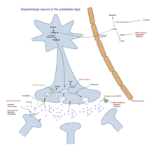 Pharmacological treatment of Parkinson's disease Pharmacological treatment of Parkinson's disease.png