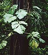 Philodendron pterotum 1.jpg
