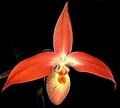 Phragmipedium dalessandroi