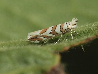 <i>Phyllonorycter kuhlweiniella</i> Species of moth