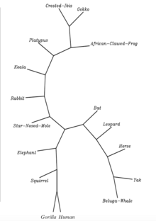 Phylogenetic tree for select C15orf39 orthologs. Phylogenetic tree100.png