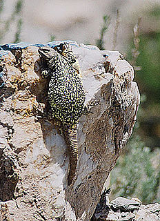<i>Phymaturus palluma</i> Species of lizard