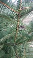 English: Galls of Sacchiphantes sp. (S. abietis or S. viridis) on Norway spruce (Picea abies) from Loučná nad Nisou village, Jablonec nad Nisou District, Czech Republic. Čeština: Nemoc na větévce smrku ztepilého (Picea abies) v Loučné nad Nisou. Okres Jablonec nad Nisou, Česká republika.