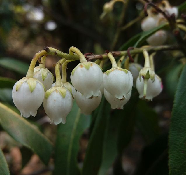 File:Pieris formosa flowers.jpg