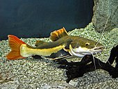 Redtail catfish Pimelodidae - Phractocephalus hemioliopterus.JPG