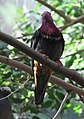 Pink Headed Fruit Dove