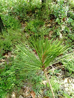 Pinus georginae.jpg