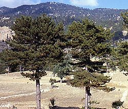 Pinus nigra Turkey.jpg