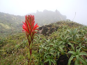 Pitcairnia bifrons