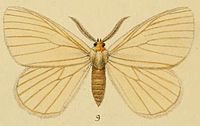 Pl.1-09-Stibolepis odites = Phiala odites Schaus, 1893. JPG