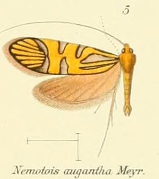 <i>Nemophora augantha</i> Species of moth