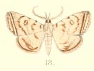 <i>Mixomelia</i> Genus of moths