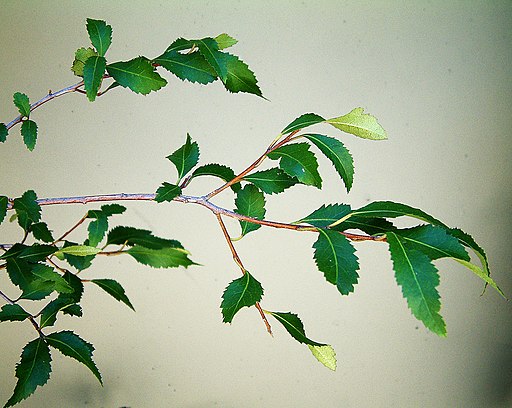 Plagianthus-regius-adult-foliage