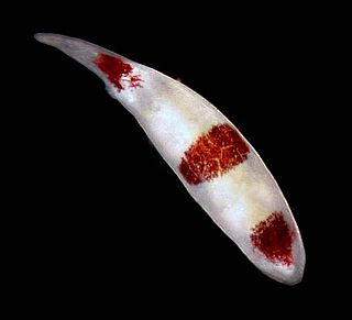 Prolecithophora Order of aquatic flatworms