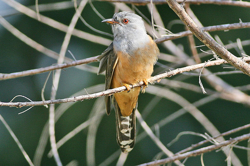 File:Plaintive Cuckoo Cacomantis merulinus.jpg