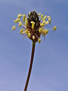 Plantago laceolata Inflorescence