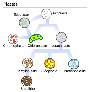 Plaste: Matériel génétique, Origine, Types de plastes