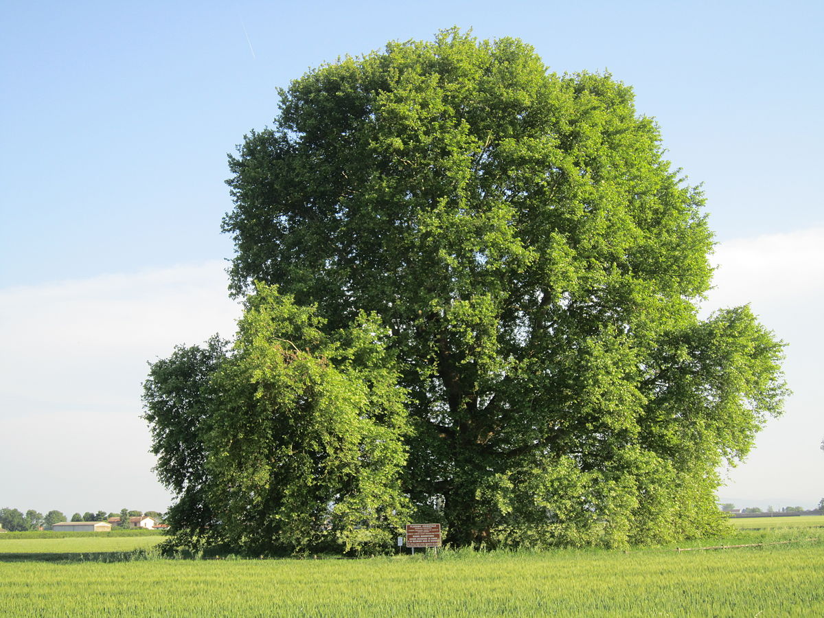 Blackjack Oak Tree Definition