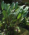 Pleurothallis lamellaris plants Peru - Machu Picchu