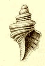 Thumbnail for Pleurotomella annulata