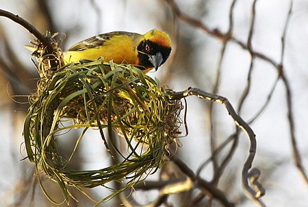 Tập_tin:Ploceus_velatus_-Johannesburg_-male_making_nest-8.jpg