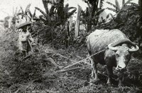 Ploughing using a carabao in the Philippines, circa pre-1935