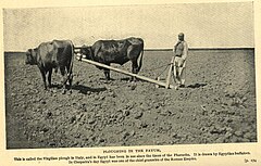 Ploughing in the Fayum. (1911) - TIMEA.jpg