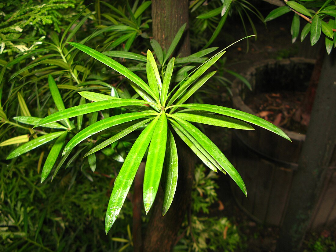 Podocarpus neriifolius