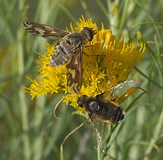 <i>Poecilanthrax willistoni</i> Species of fly