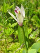 Pogonia minor