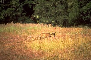 Point Reyes National Seashore PORE4303.jpg