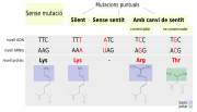 Miniatura per Mutació puntual