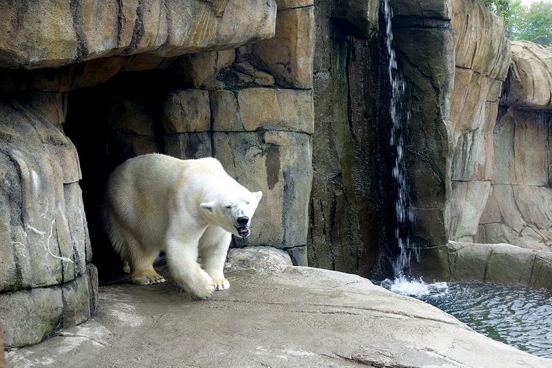 File:Polar bear - Pittsburgh Zoo - DSC02722.JPG