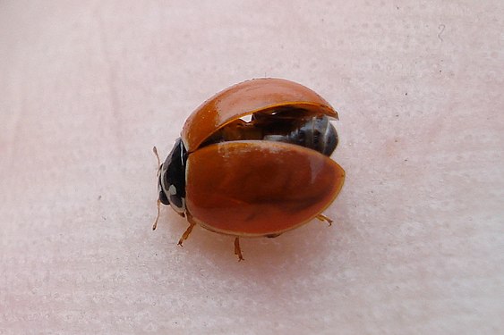 Polished Lady Beetle (Cycloneda munda)