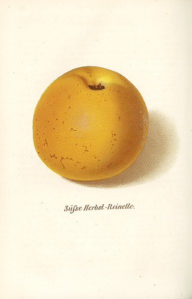 File:Pom.Mon.Hefte 1866 Süße Herbst-Reinette.jpg