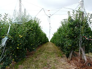 Glyphosate - Wikipedia