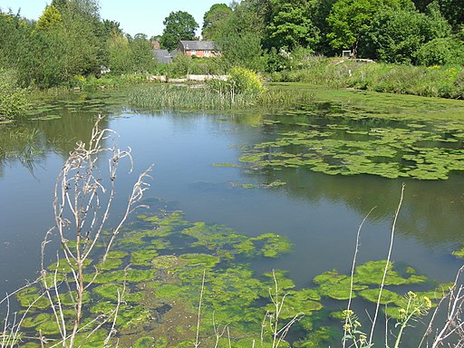 Pond at Tucking mill - geograph.org.uk - 2964213