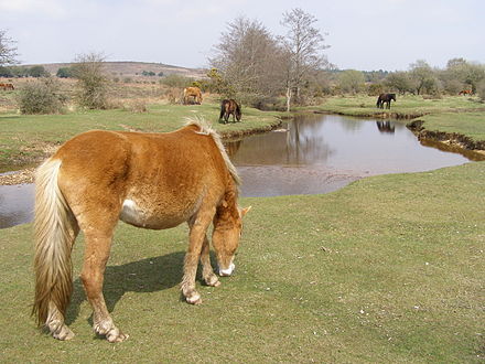 The Latchmore Brook at Latchmore Bottom Ponies grazing at latchmore bottom new forest.jpg